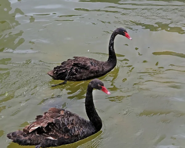 Due cigni neri galleggiano sull'acqua — Foto Stock