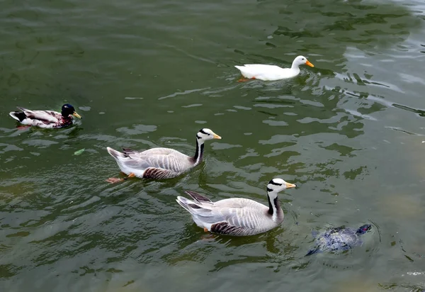 Anatre colorate galleggianti sull'acqua — Foto Stock