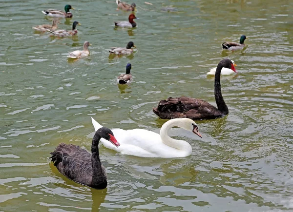 Due cigni neri e uno bianco che galleggiano sull'acqua — Foto Stock