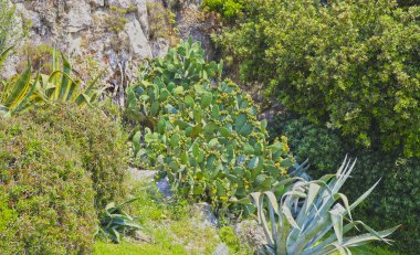 Taş duvar arka planında kaktüsler ve aloe