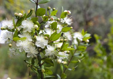 Yaygın mersin, myrtus communis çiçeklenme