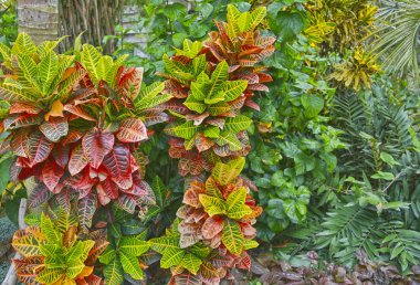 Cilalı çizgili yaprakları ile Croton tropikal çalı