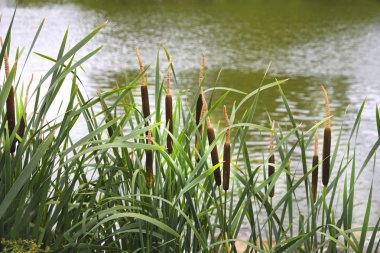 Nehir yakınındaki sazlıkların çalılıkları