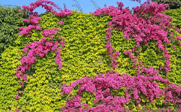 Alta cobertura de plantas verdes y buganvillas florecientes — Foto de Stock