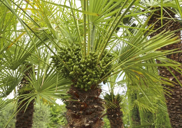 Mediterranean Fan Palm, fan-shaped leaves and thick trunks