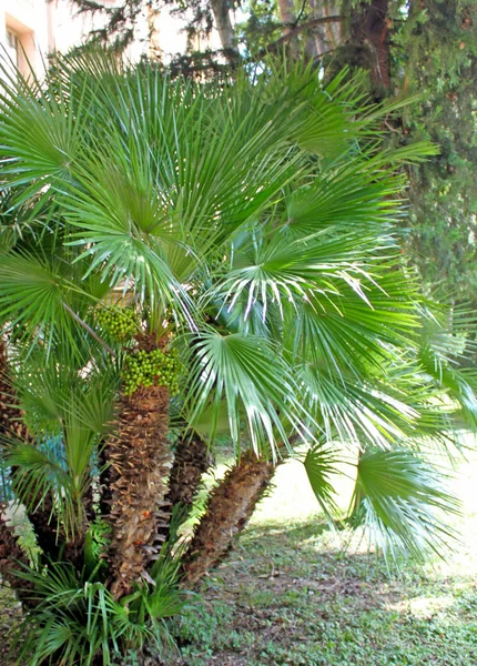 Mediterranean fan palm, liści w kształcie wentylatora i grube pnie — Zdjęcie stockowe