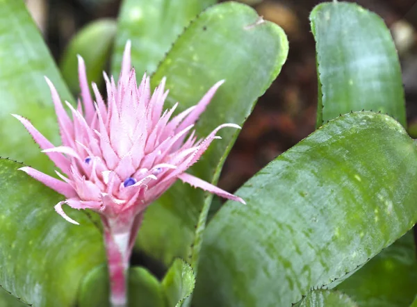 Ehmeya tropische plant met gestreepte bladeren — Stockfoto