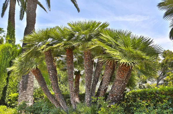 Mediterrane waaier Palm, waaiervormige bladeren en dikke stammen — Stockfoto