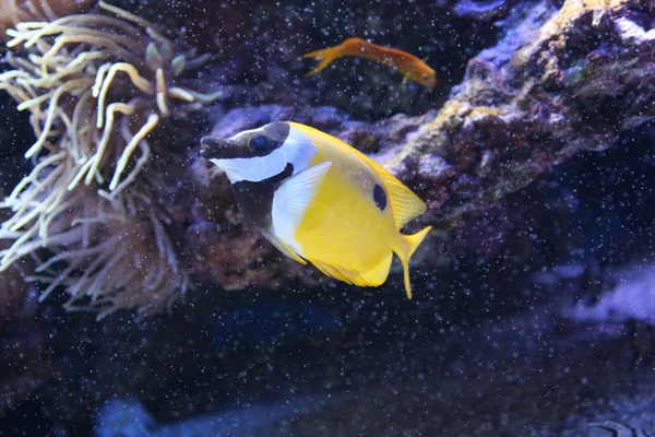Poisson coloré et végétation sous-marine dans l'aquarium — Photo
