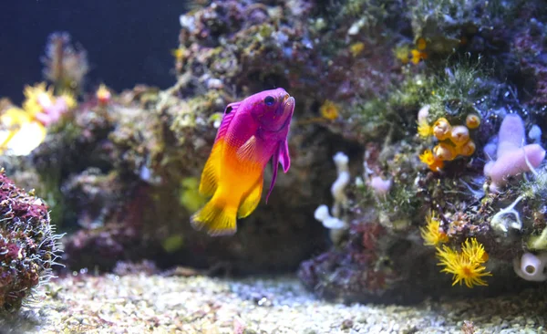 Colorful fish and underwater vegetation in the aquarium — Stock Photo, Image