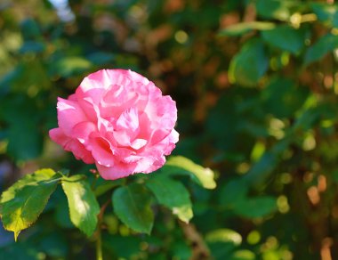 Yeşil arka planda pembe gül