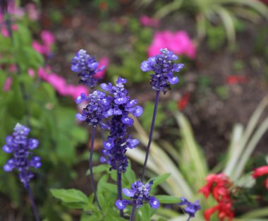 Uzun mor sap üzerinde Çiçek mor çiçeklenmeler