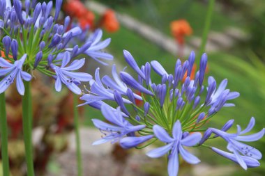 Yaz bahçesinde mavi zambak çiçekleri.