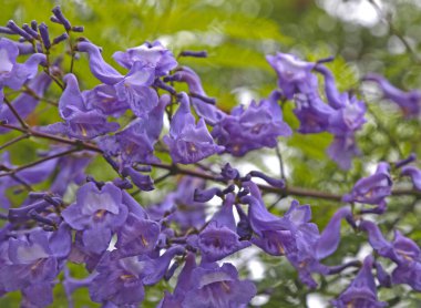Jacaranda ağaç çiçekleri mor uzun çan