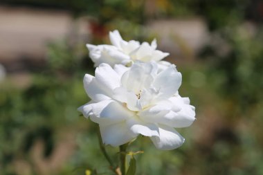 yeşil zemin üzerine beyaz gül