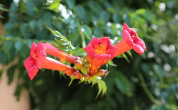 Planta tropical con flores rojas Campsis radicans, trompeta creepe — Foto de Stock