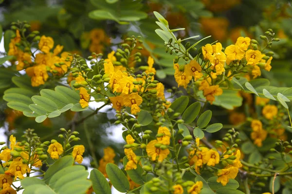 Ramo di acacia con foglie verdi e fiori gialli . — Foto Stock