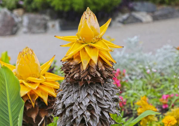 トロピカルガーデンの黄色いバナナの花 — ストック写真