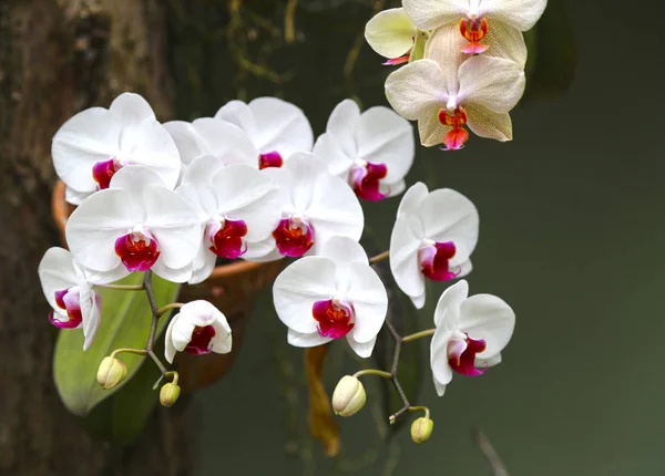 Orchidées blanches Phalaenopsis avec un milieu rose — Photo