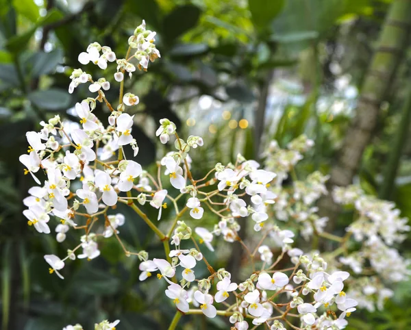 Oddział z wielu kwiatów białych orchidei. — Zdjęcie stockowe