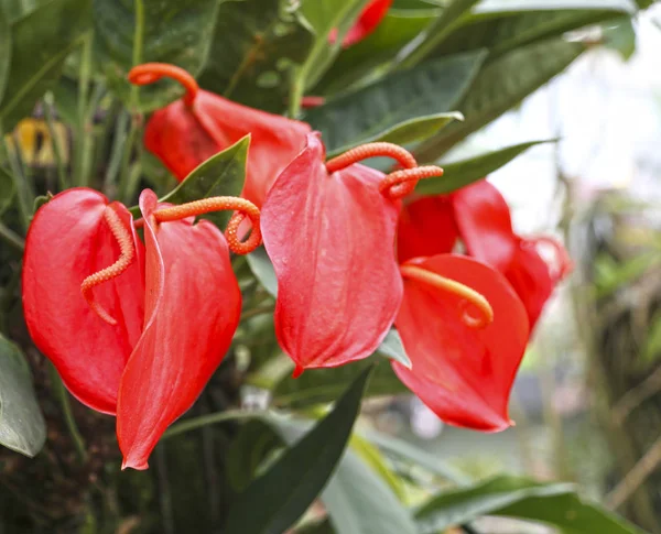 Czerwone Anthuriums w zielonym liściastych tle. — Zdjęcie stockowe