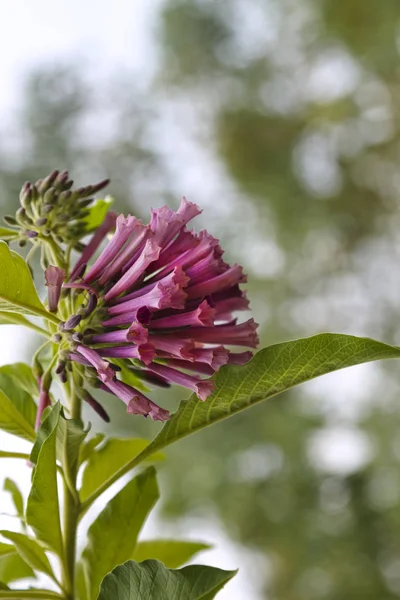 Bouvardia ternifolia kwiaty różowe — Zdjęcie stockowe