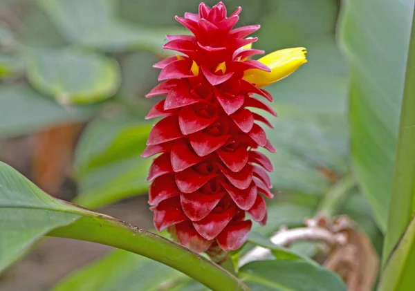 Alpinia purpurata, rode gember, genaamd struisvogel Plume en Pink con — Stockfoto