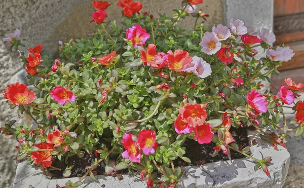 Planta tropical con flores rojas y rosas Portulaca oleracea — Foto de Stock