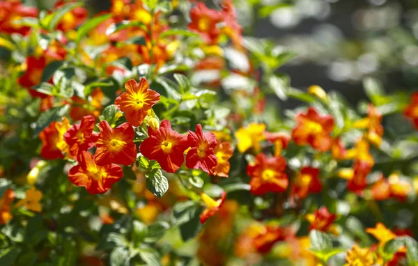 Tropische Pflanze mit roten Blüten ungeduldig Neuguinea, Balsamine — Stockfoto