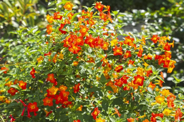 Planta tropical con flores rojas impatiens neuguinea, balsamina — Foto de Stock
