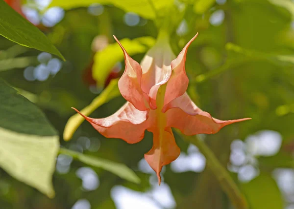 Brugmansia Charles Grimaldi Angel trombita — Stock Fotó