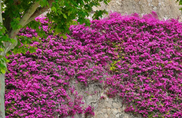 Bougainvillea rosa floreciente sobre un fondo de pared de piedra — Foto de Stock