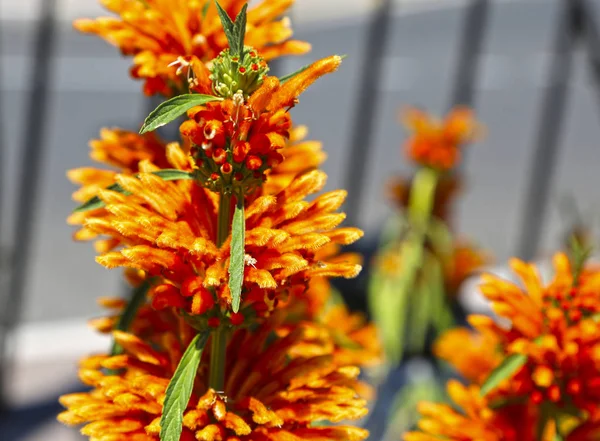 Lions ekor tanaman, leonotis leonurus, merah oranye bunga selatan — Stok Foto