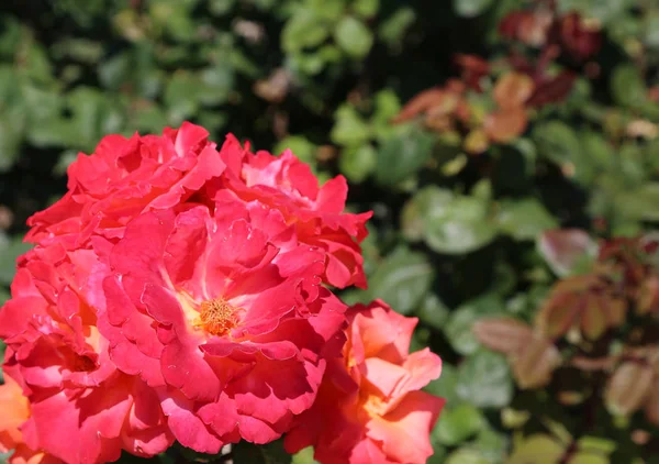 Rote Rose auf grünem Hintergrund — Stockfoto