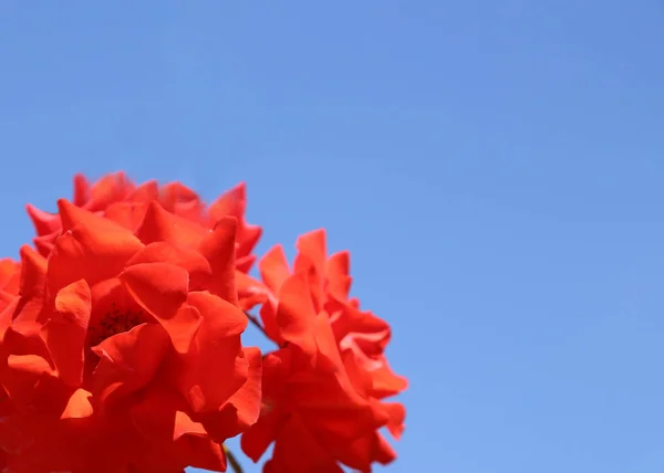 Red roses against the blue sky background