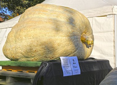 Ludwigsburg, Almanya-16 Ekim 2016: balkabağı festivali