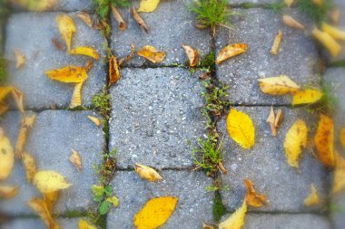 Döşeme levhalarında düşen sonbahar yaprakları 