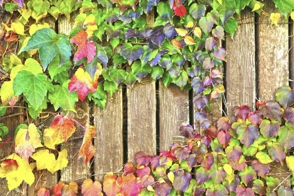 Hojas coloridas de otoño sobre un fondo de pared de madera — Foto de Stock