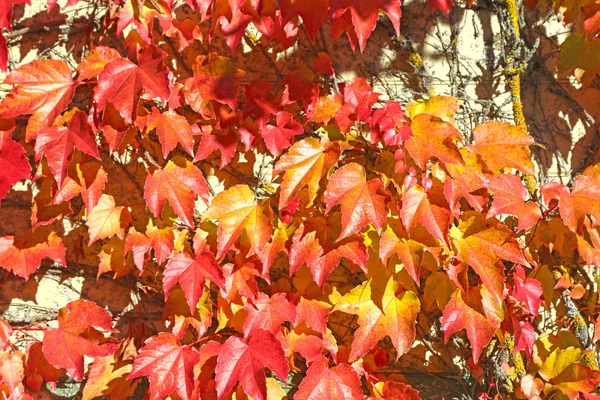 Colorful autumn leaves on a wall background — Stock Photo, Image