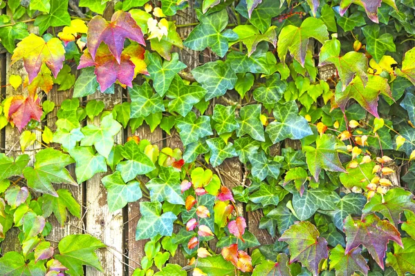 五彩缤纷的秋天树叶挂在木墙的背景上 — 图库照片