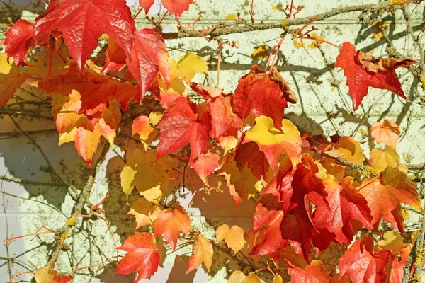 Hojas coloridas de otoño sobre un fondo de pared — Foto de Stock