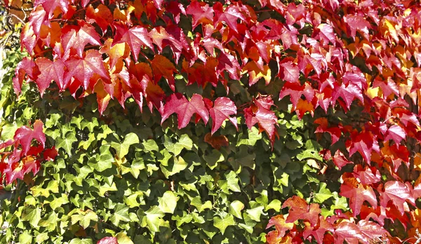 Hojas coloridas de otoño sobre un fondo de pared — Foto de Stock