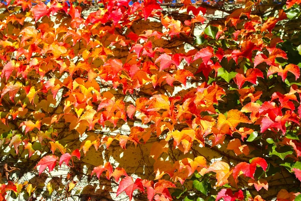 Hojas coloridas de otoño sobre un fondo de pared — Foto de Stock