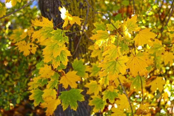 Árbol de arce con hojas amarillas contra un cielo azul — Foto de Stock