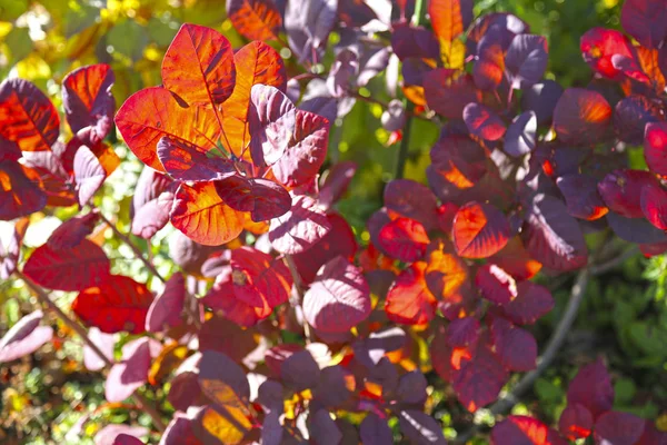 Žluté a červené podzimní listy osvětlené sluncem. — Stock fotografie