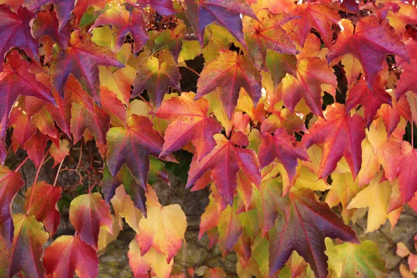 Hojas amarillas y rojas de otoño iluminadas por el sol . — Foto de Stock