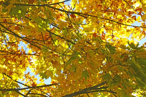 Árbol de arce con hojas amarillas contra un cielo azul — Foto de Stock