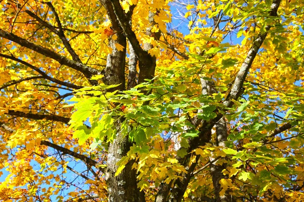 Árbol de arce con hojas amarillas contra un cielo azul — Foto de Stock