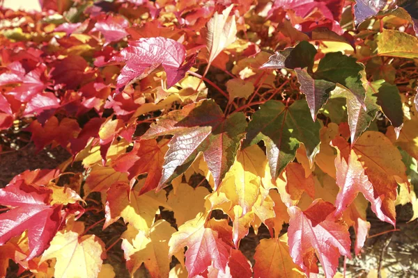 Hojas amarillas y rojas de otoño iluminadas por el sol . — Foto de Stock