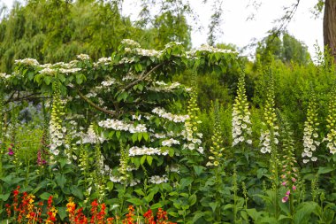 Çiçekli Viburnum Plicatum Yaz Kar Tanesi ve Digitalis Purpurea Alba Foxglove